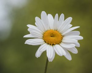 Preview wallpaper chamomile, petals, white, blur, pollen