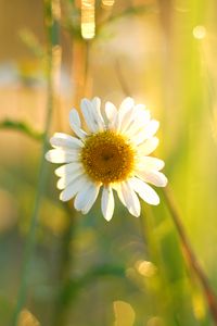 Preview wallpaper chamomile, petals, white, flower, summer