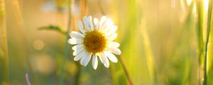 Preview wallpaper chamomile, petals, white, flower, summer