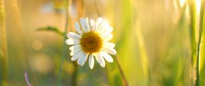 Preview wallpaper chamomile, petals, white, flower, summer