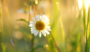 Preview wallpaper chamomile, petals, white, flower, summer