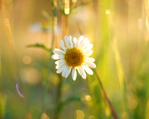 Preview wallpaper chamomile, petals, white, flower, summer