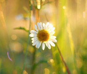 Preview wallpaper chamomile, petals, white, flower, summer