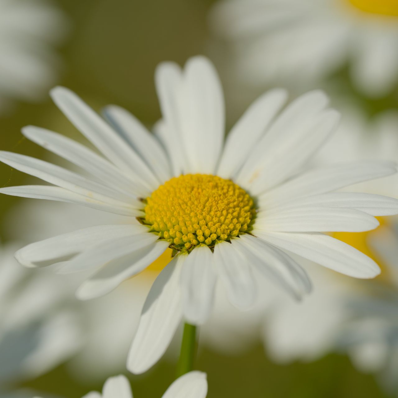 1280x1280 Wallpaper chamomile, pollen, macro, petals, flower