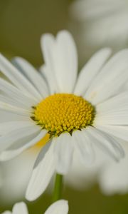 Preview wallpaper chamomile, pollen, macro, petals, flower