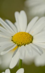 Preview wallpaper chamomile, pollen, macro, petals, flower
