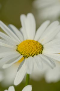 Preview wallpaper chamomile, pollen, macro, petals, flower