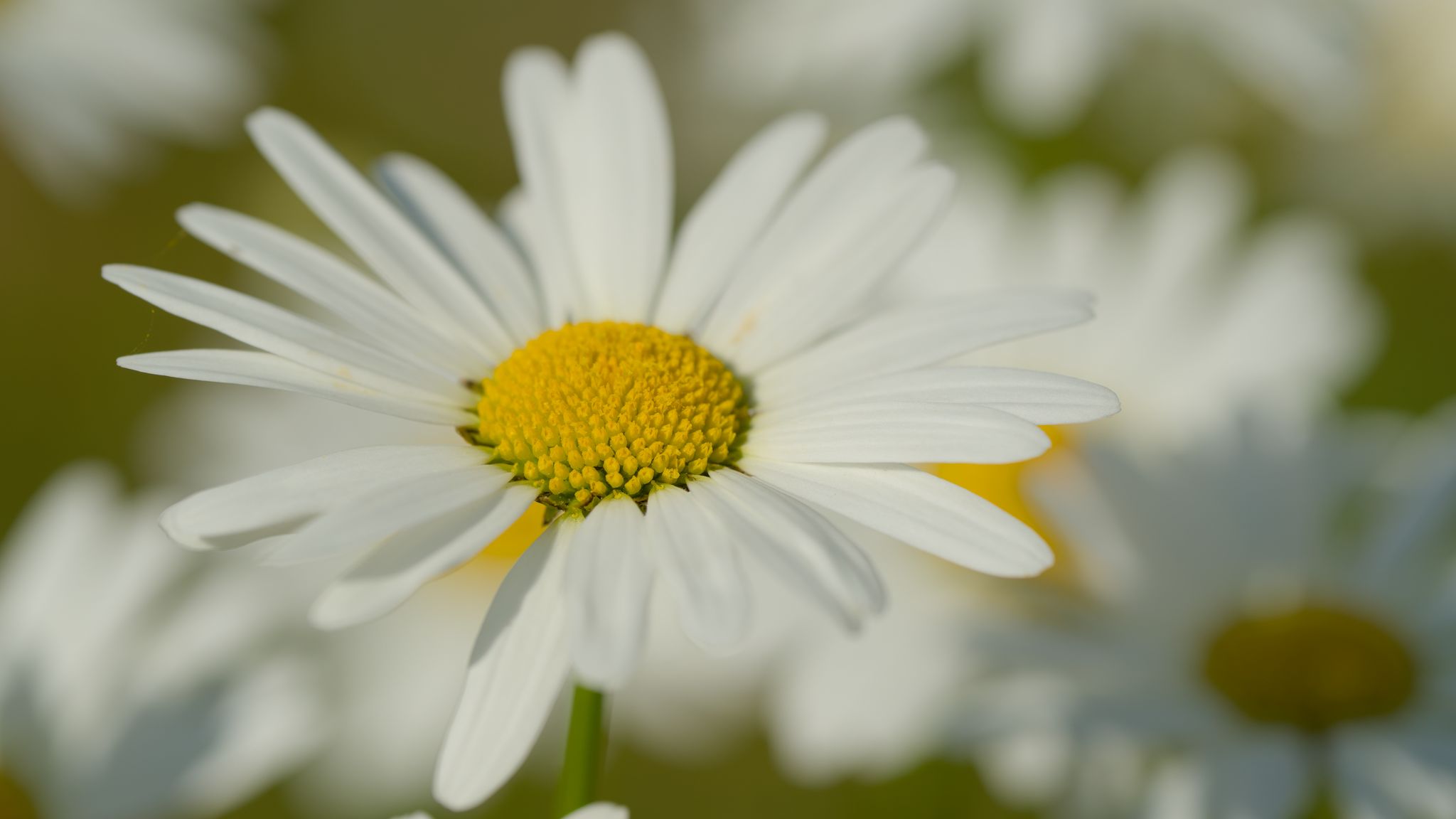 2048x1152 Wallpaper chamomile, pollen, macro, petals, flower