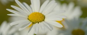 Preview wallpaper chamomile, pollen, macro, petals, flower