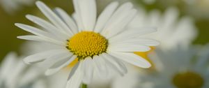 Preview wallpaper chamomile, pollen, macro, petals, flower