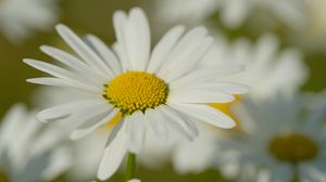 Preview wallpaper chamomile, pollen, macro, petals, flower