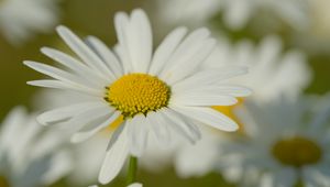 Preview wallpaper chamomile, pollen, macro, petals, flower