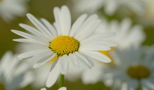 Preview wallpaper chamomile, pollen, macro, petals, flower
