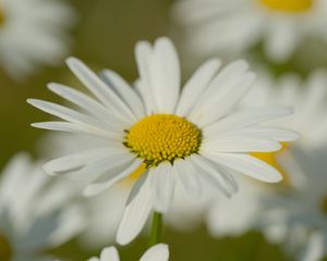 Preview wallpaper chamomile, pollen, macro, petals, flower