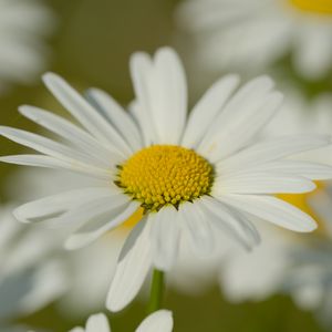 Preview wallpaper chamomile, pollen, macro, petals, flower