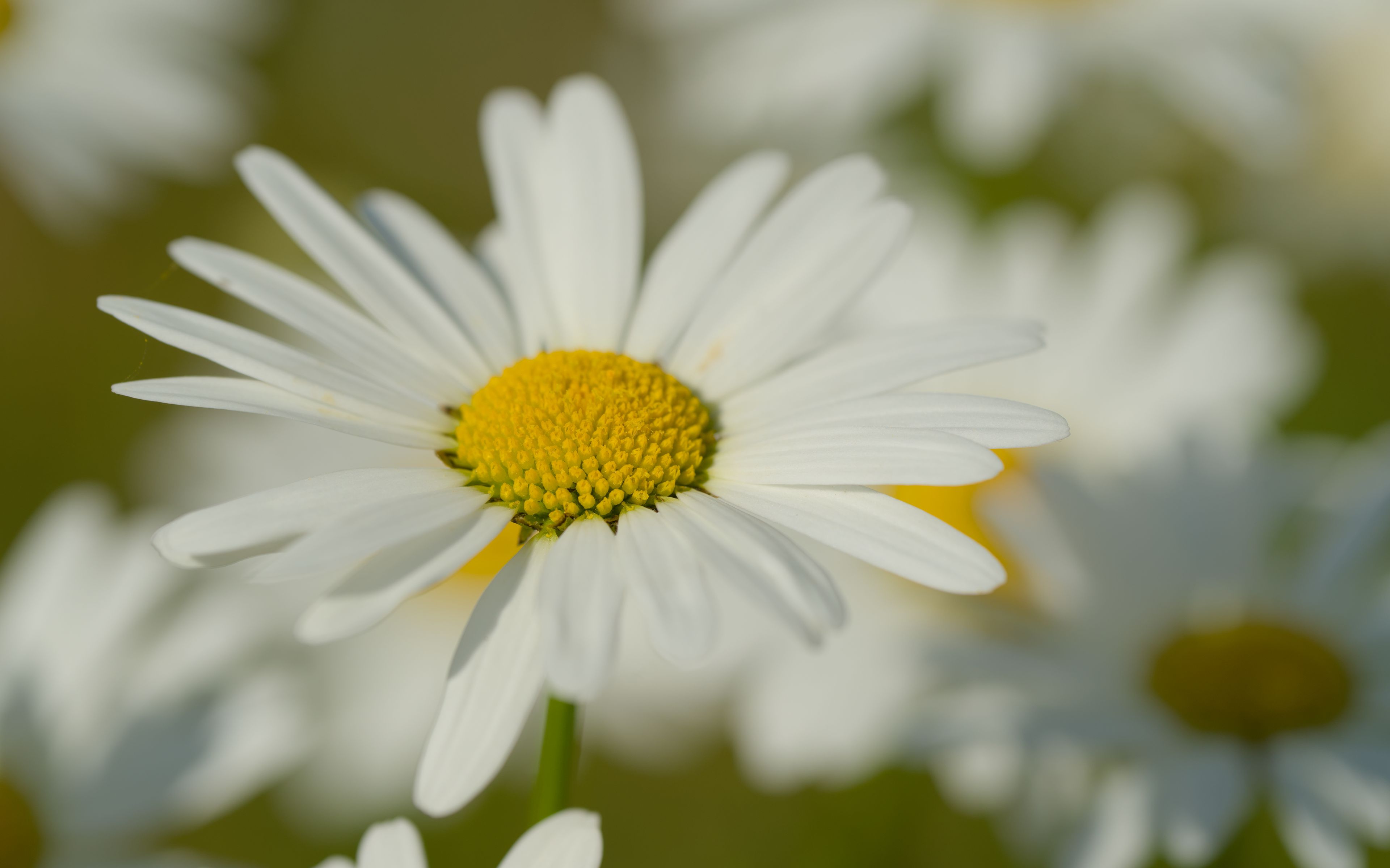 3840x2400 Wallpaper chamomile, pollen, macro, petals, flower