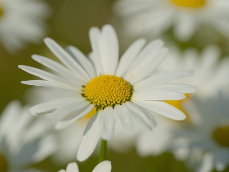 800x600 Wallpaper chamomile, pollen, macro, petals, flower