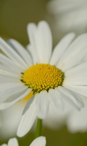 Preview wallpaper chamomile, pollen, petals, flowers, blur, macro