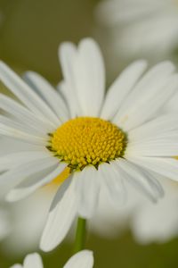 Preview wallpaper chamomile, pollen, petals, flowers, blur, macro