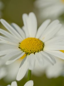 Preview wallpaper chamomile, pollen, petals, flowers, blur, macro