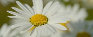 Preview wallpaper chamomile, pollen, petals, flowers, blur, macro