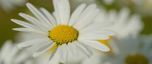 Preview wallpaper chamomile, pollen, petals, flowers, blur, macro