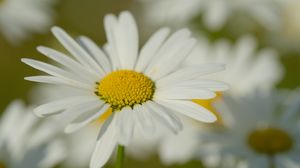 Preview wallpaper chamomile, pollen, petals, flowers, blur, macro