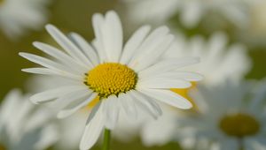 Preview wallpaper chamomile, pollen, petals, flowers, blur, macro