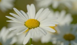 Preview wallpaper chamomile, pollen, petals, flowers, blur, macro