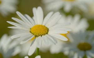 Preview wallpaper chamomile, pollen, petals, flowers, blur, macro