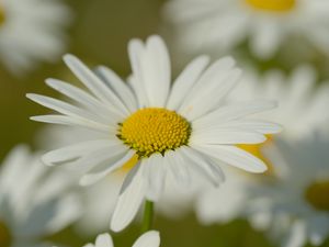 Preview wallpaper chamomile, pollen, petals, flowers, blur, macro