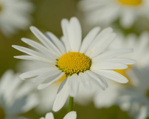 Preview wallpaper chamomile, pollen, petals, flowers, blur, macro
