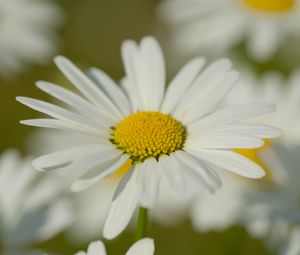 Preview wallpaper chamomile, pollen, petals, flowers, blur, macro