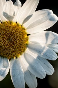 Preview wallpaper chamomile, pollen, petals, macro