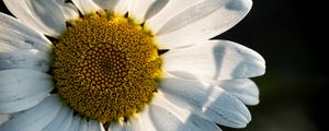 Preview wallpaper chamomile, pollen, petals, macro