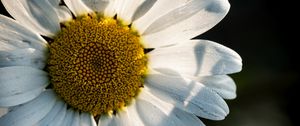 Preview wallpaper chamomile, pollen, petals, macro