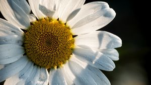 Preview wallpaper chamomile, pollen, petals, macro