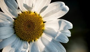 Preview wallpaper chamomile, pollen, petals, macro