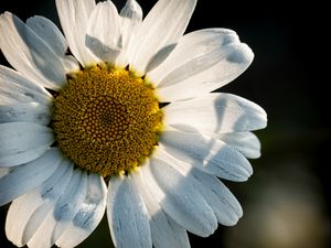 Preview wallpaper chamomile, pollen, petals, macro