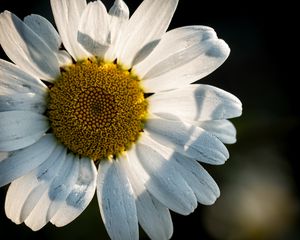 Preview wallpaper chamomile, pollen, petals, macro