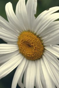 Preview wallpaper chamomile, pollen, petals, white, macro