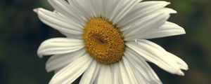 Preview wallpaper chamomile, pollen, petals, white, macro