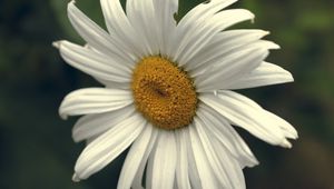 Preview wallpaper chamomile, pollen, petals, white, macro