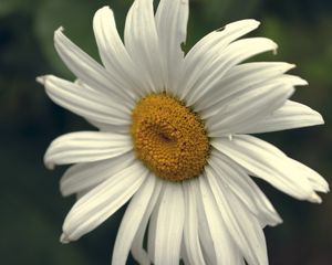 Preview wallpaper chamomile, pollen, petals, white, macro