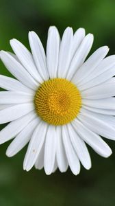 Preview wallpaper chamomile, small, flower, plant