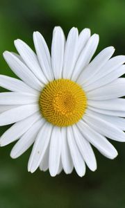 Preview wallpaper chamomile, small, flower, plant