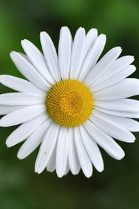 Preview wallpaper chamomile, small, flower, plant