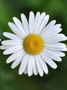 Preview wallpaper chamomile, small, flower, plant