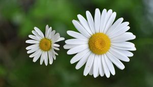 Preview wallpaper chamomile, small, flower, plant