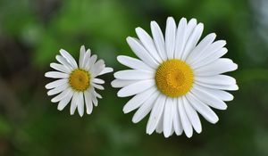 Preview wallpaper chamomile, small, flower, plant